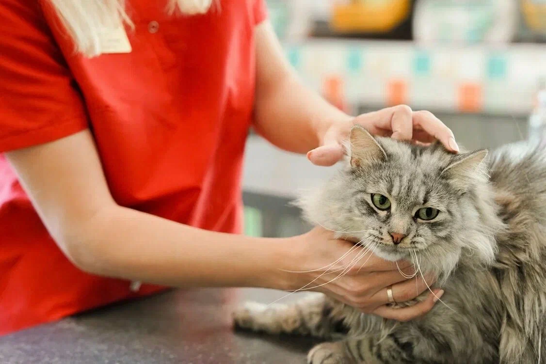 Стерилизация кошки: в каком возрасте делать, как проходит операция и что будет после